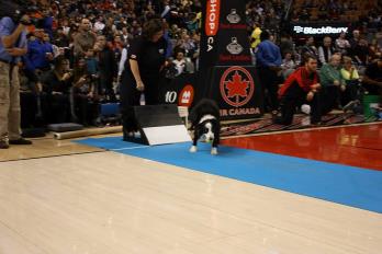 Instant Replay — Raptors demo (archive)